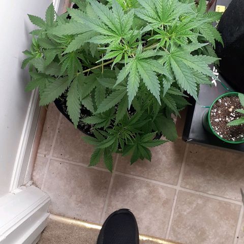 Bubblegum Kush growlog timeline photo