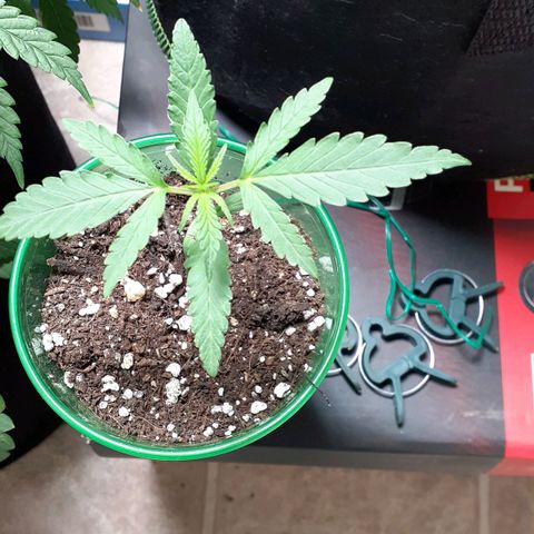 White Widow growlog timeline photo