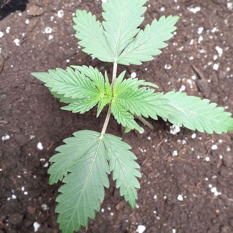 Sour Diesel growlog timeline photo