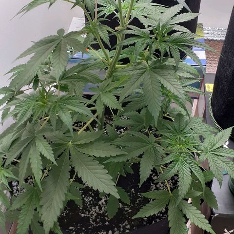 Bubblegum Kush growlog timeline photo