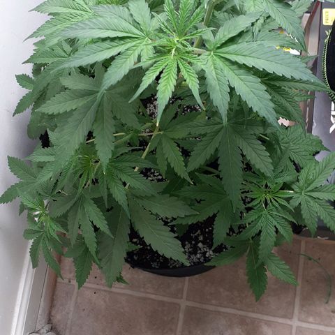 Bubblegum Kush growlog timeline photo