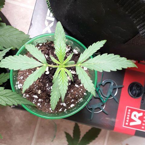 White Widow growlog timeline photo