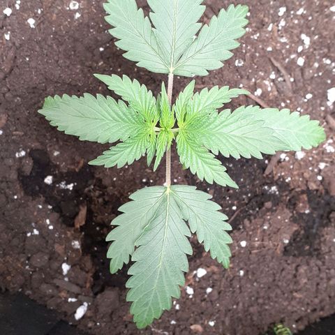 Sour Diesel growlog timeline photo