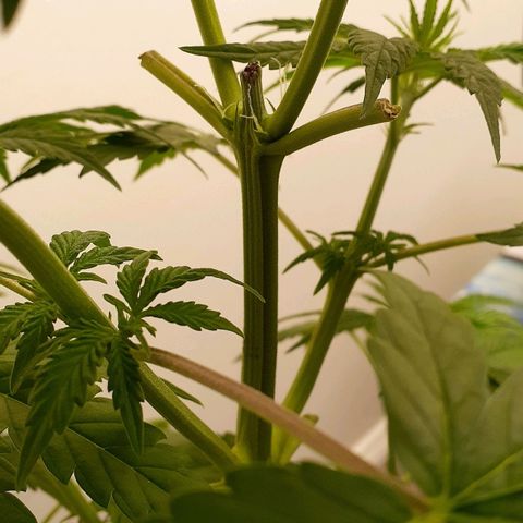 Bubblegum Kush growlog timeline photo