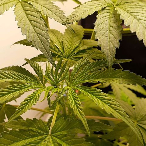 Bubblegum Kush growlog timeline photo