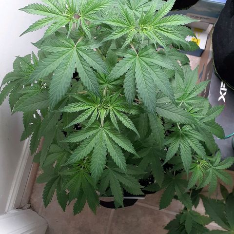 Bubblegum Kush growlog timeline photo
