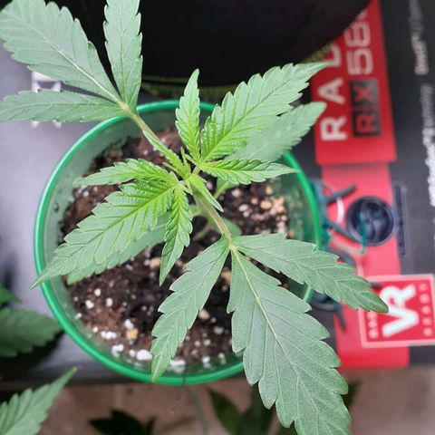 White Widow growlog timeline photo
