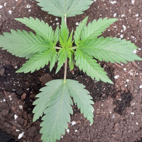 Sour Diesel growlog timeline photo