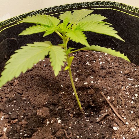 Sour Diesel growlog timeline photo