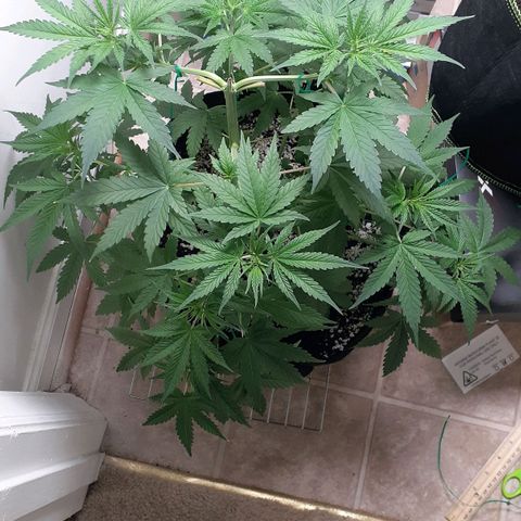 Bubblegum Kush growlog timeline photo