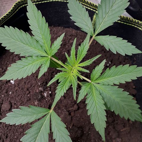Sour Diesel growlog timeline photo