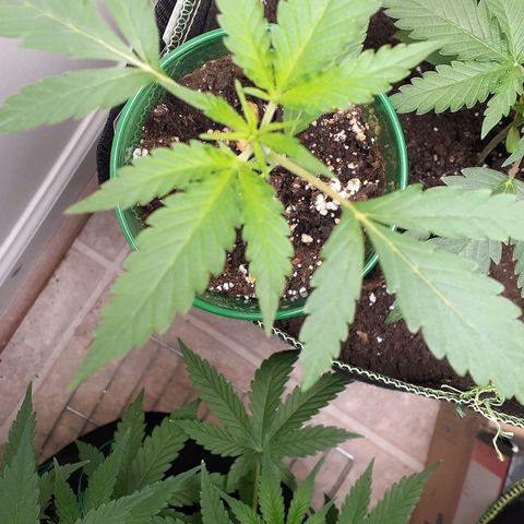 White Widow growlog timeline photo