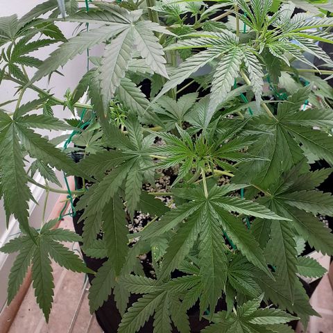 Bubblegum Kush growlog timeline photo