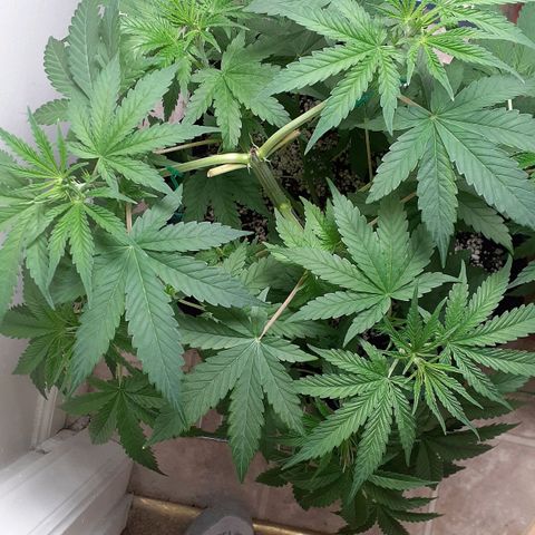 Bubblegum Kush growlog timeline photo