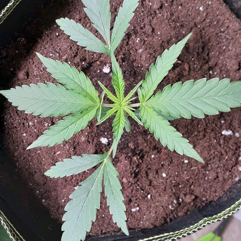 White Widow growlog timeline photo