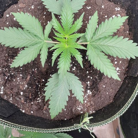 Sour Diesel growlog timeline photo