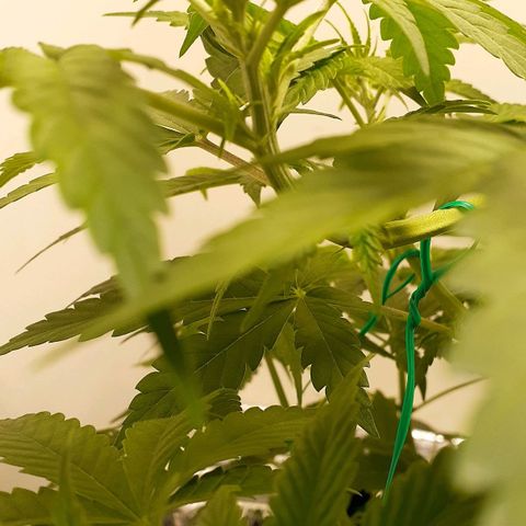 Bubblegum Kush growlog timeline photo