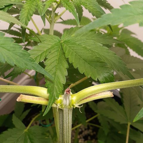 Bubblegum Kush growlog timeline photo