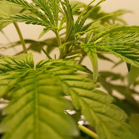 Bubblegum Kush growlog timeline photo