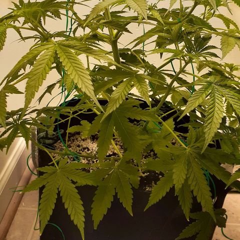 Bubblegum Kush growlog timeline photo