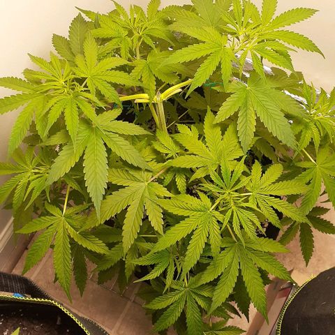 Bubblegum Kush growlog timeline photo