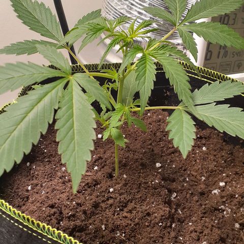 Sour Diesel growlog timeline photo