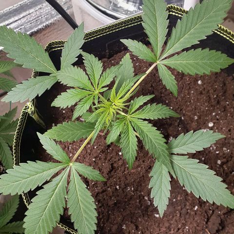 Sour Diesel growlog timeline photo
