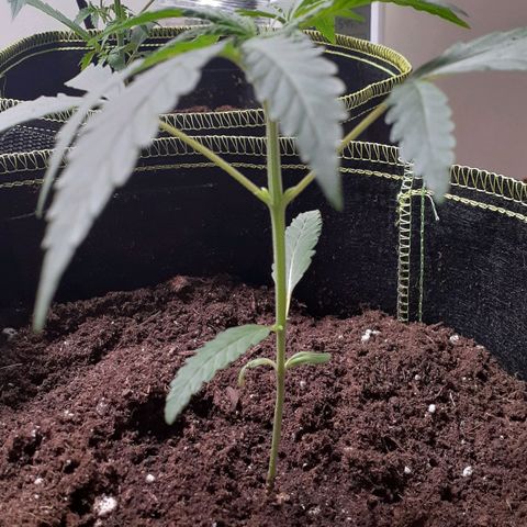 White Widow growlog timeline photo
