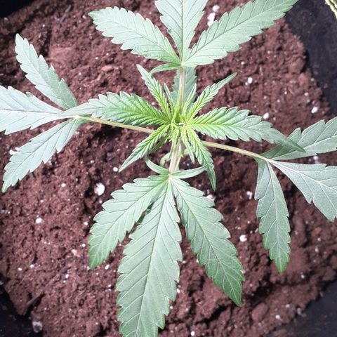 White Widow growlog timeline photo