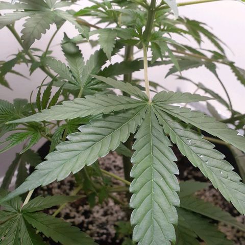 Bubblegum Kush growlog timeline photo