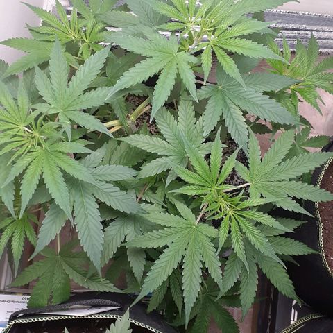 Bubblegum Kush growlog timeline photo