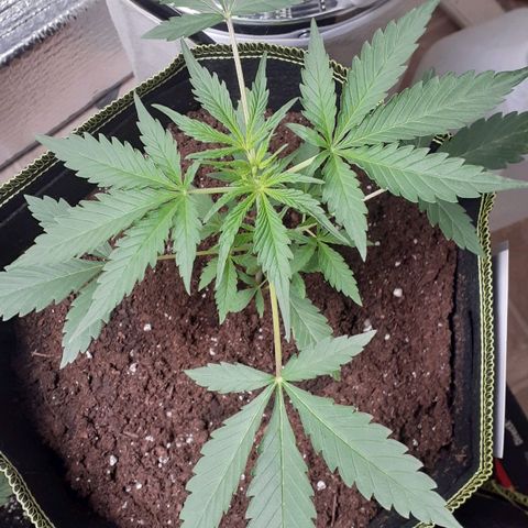 Sour Diesel growlog timeline photo