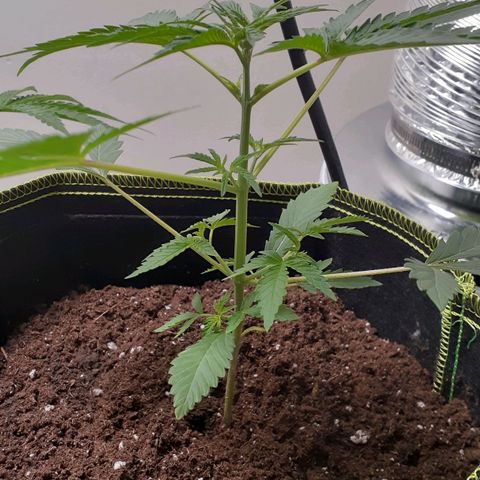 Sour Diesel growlog timeline photo