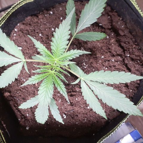 White Widow growlog timeline photo
