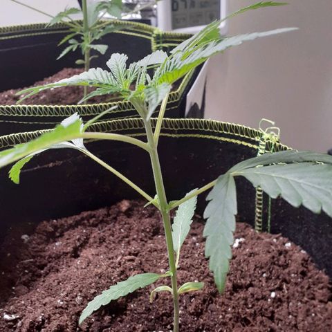 White Widow growlog timeline photo