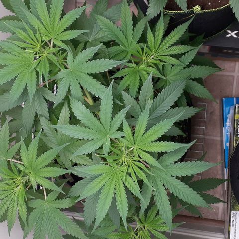 Bubblegum Kush growlog timeline photo