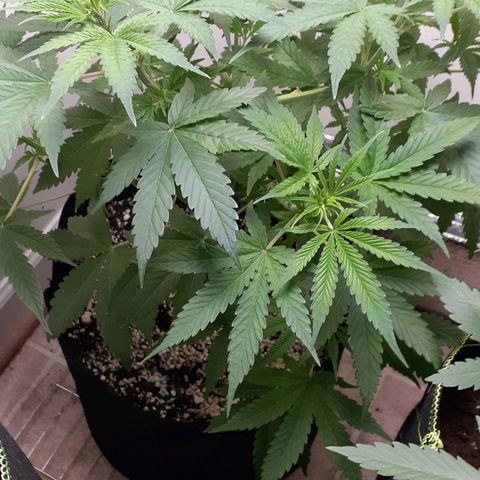 Bubblegum Kush growlog timeline photo