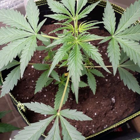 Bubblegum Kush growlog timeline photo