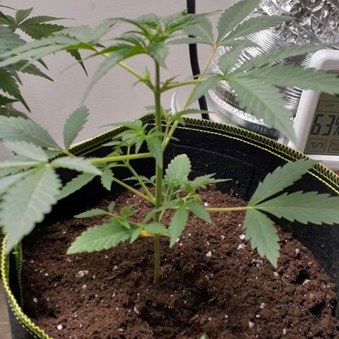Bubblegum Kush growlog timeline photo