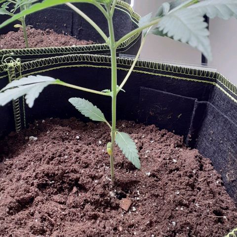 Bubblegum Kush growlog timeline photo