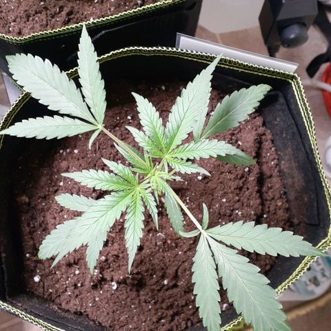 Bubblegum Kush growlog timeline photo