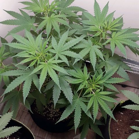 Bubblegum Kush growlog timeline photo