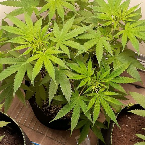 Bubblegum Kush growlog timeline photo