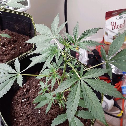 Bubblegum Kush growlog timeline photo
