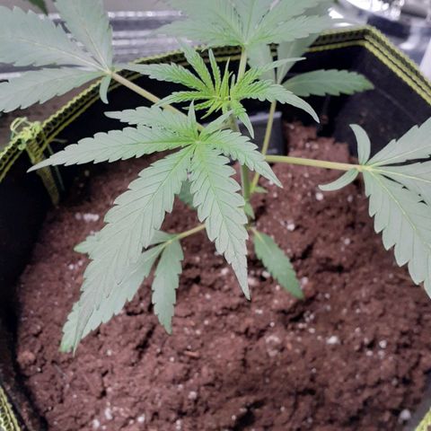 Bubblegum Kush growlog timeline photo