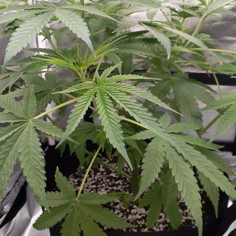 Bubblegum Kush growlog timeline photo