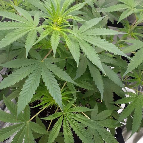 Bubblegum Kush growlog timeline photo