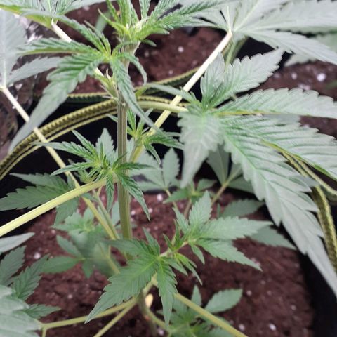 White Widow growlog timeline photo