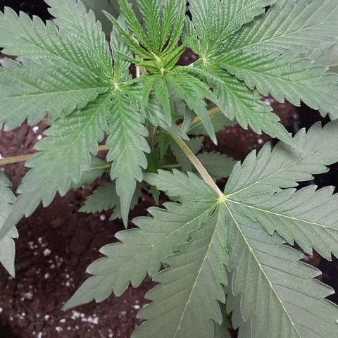 White Widow growlog timeline photo