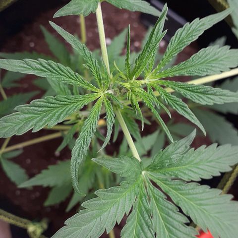 White Widow growlog timeline photo